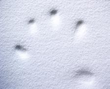 Indentions in temper foam slowly return to original form