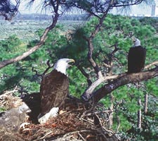 Two bald eagles at Merritt Island National Wildlife Refuge