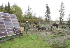 Picture of the solar panels and the mushing dogs at the Alaskan roadhouse