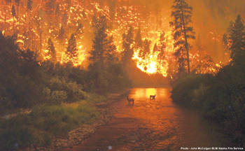 Two deer stand in a river with a forest fire raging in the distance behind them.