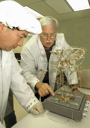 Two scientists inspect soybeans grown in space.