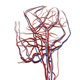 Network of veins and arteries Network of veins and arteries