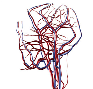 Network of veins and arteries Network of veins and arteries