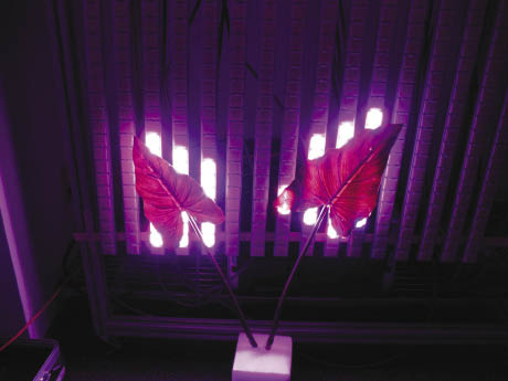 Light distribution system 