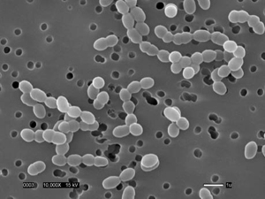 Microbial solution 