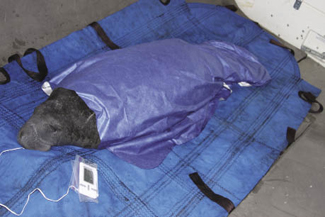 A manatee is kept warm by a radiant barrier blanket A manatee is kept warm by a radiant barrier blanket