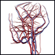 Network of veins and arteries