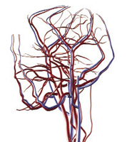 Medical model Medical model
