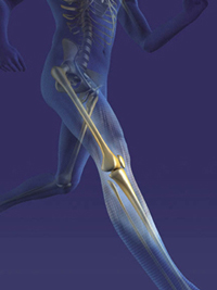 Human body model Human body model