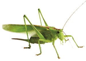 Bug Bug