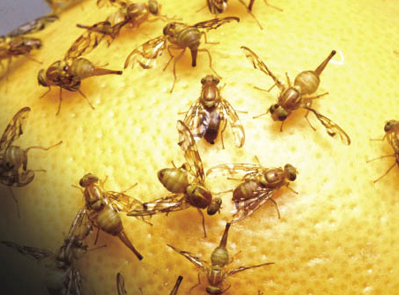 Mexican fruit flies Mexican fruit flies