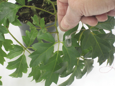 Sensors on a plant Sensors on a plant