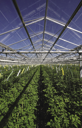 Greenhouse heated by solar concentrators