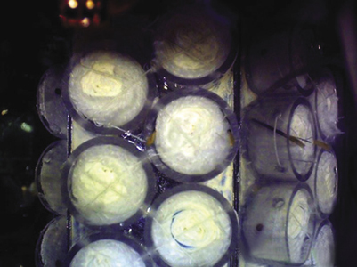 Plant incubation chamber Plant incubation chamber