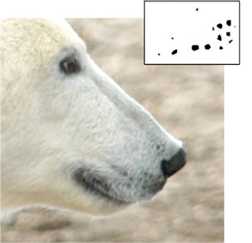 a polar bear with inset images of whisker spots