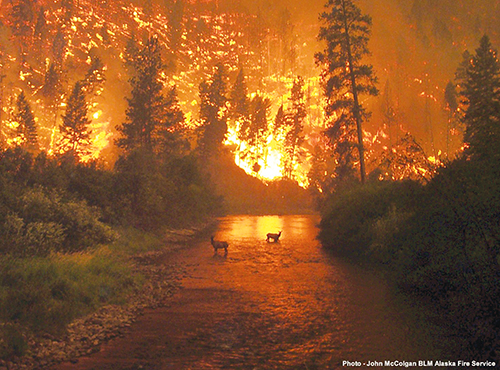Two deer stand in a river with a forest fire raging in the distance behind them