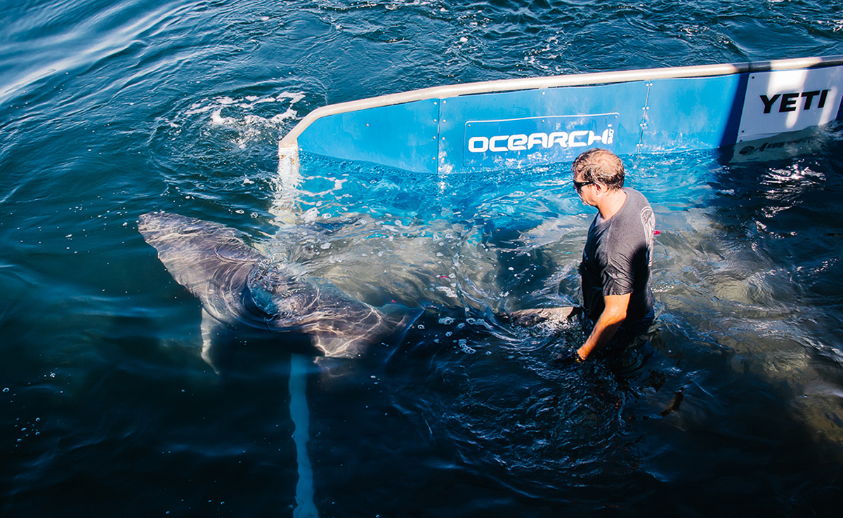OCEARCH found and tagged its first mature male great white shark, George