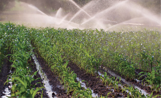 Rows of green plants in black dirt are sprayed with water, with water puddles between the rows
