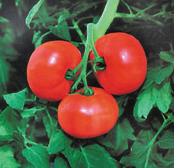 three Greenhouse tomatoes uses a revolutionary growing system to produce tomatoes sold in local grocery stores