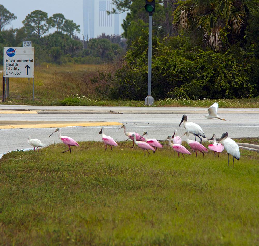 Roseate spoonbills and other birds gather near the Central Instrumentation Facility at NASA's Kennedy Space Center in Florida