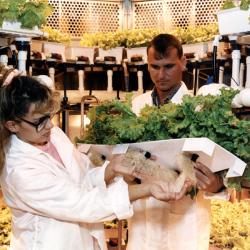 NASA researchers Neil Yorio and Lisa Ruffe inspect lettuce inside NASA’s Biomass Production Chamber at Kennedy Space Center in 1991