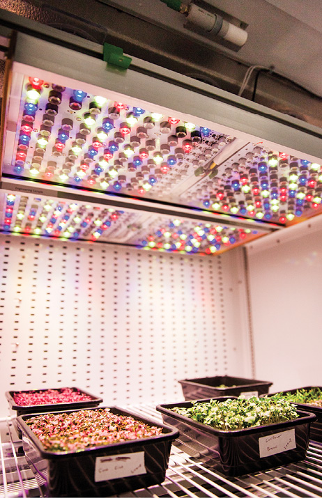 Space Station Garden Shines Light On Earth Based Horticulture