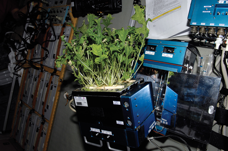 Lettuce grown on the ISS