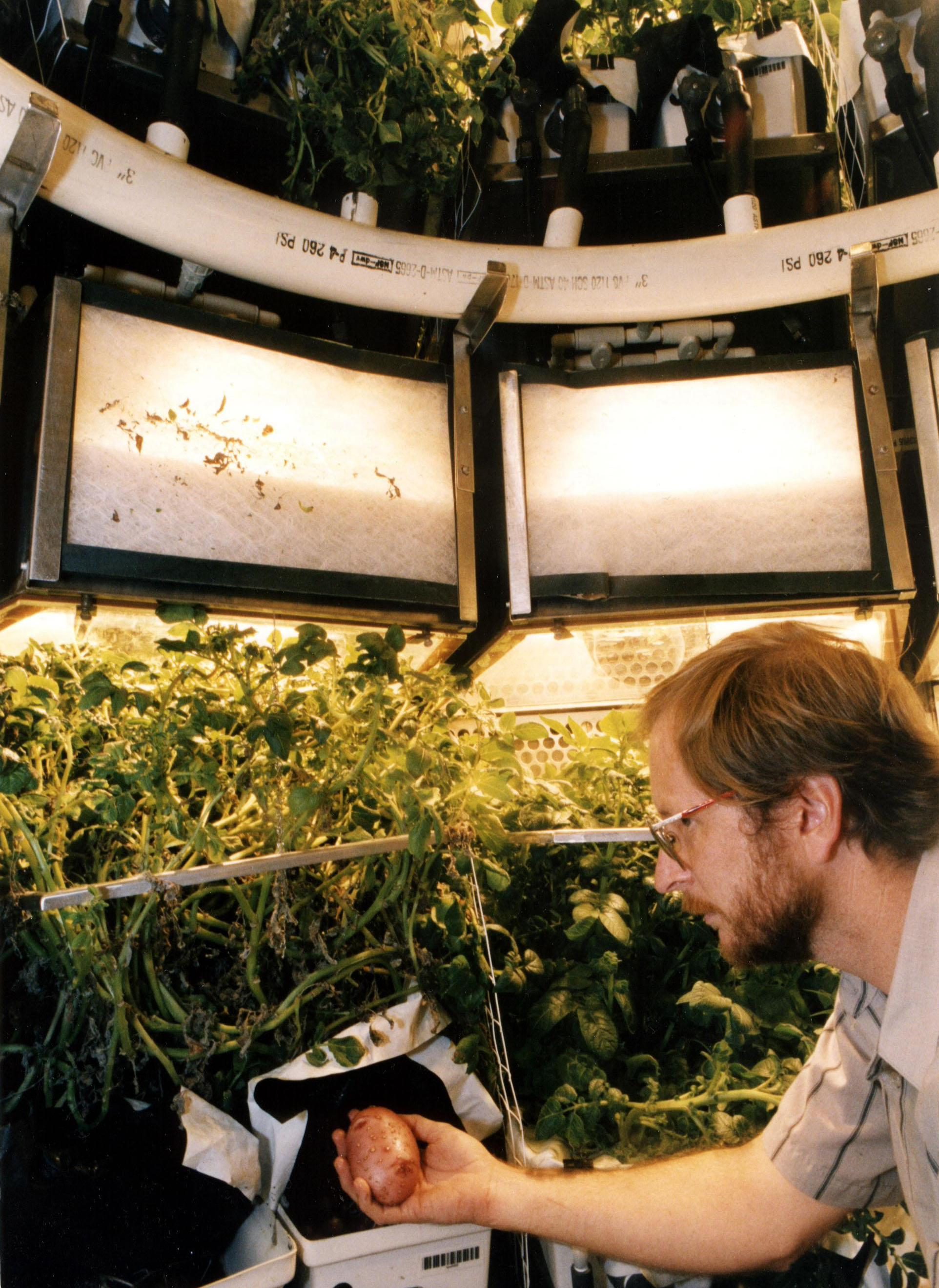 A NASA researcher examines potato plants.
