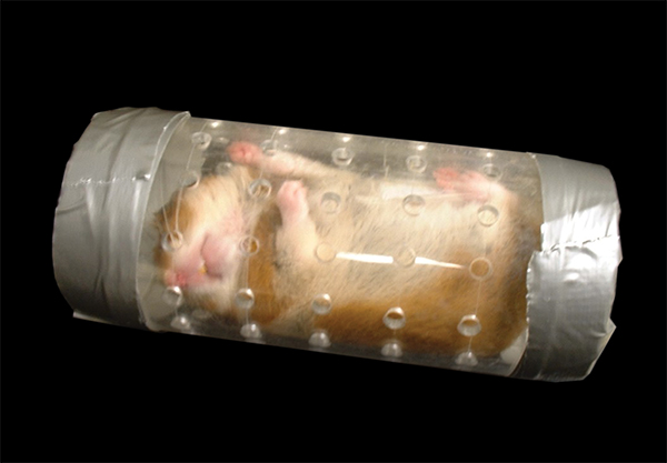 Hamster in a capsule