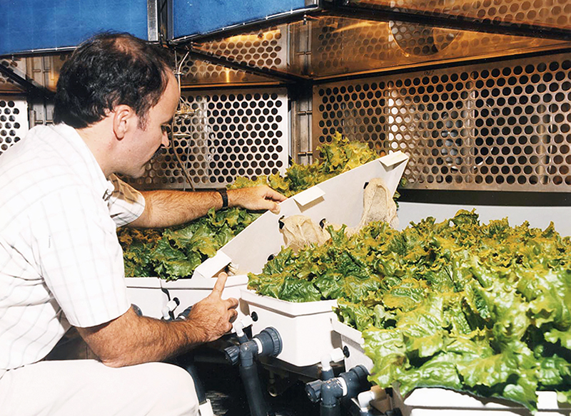 Ray Wheeler checks on hydroponically grown lettuce