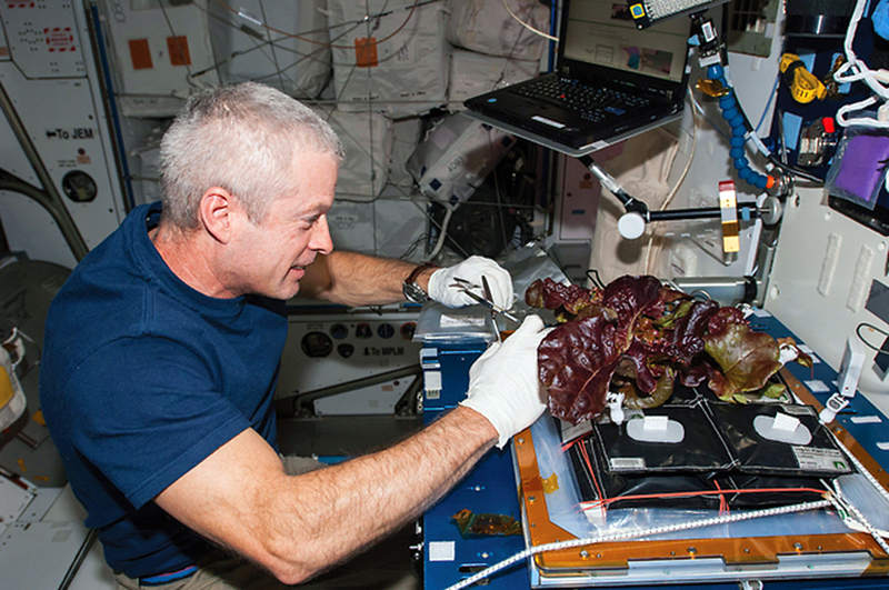 NASA astronaut Steve Swanson harvests red romaine lettuce on the International Space Station