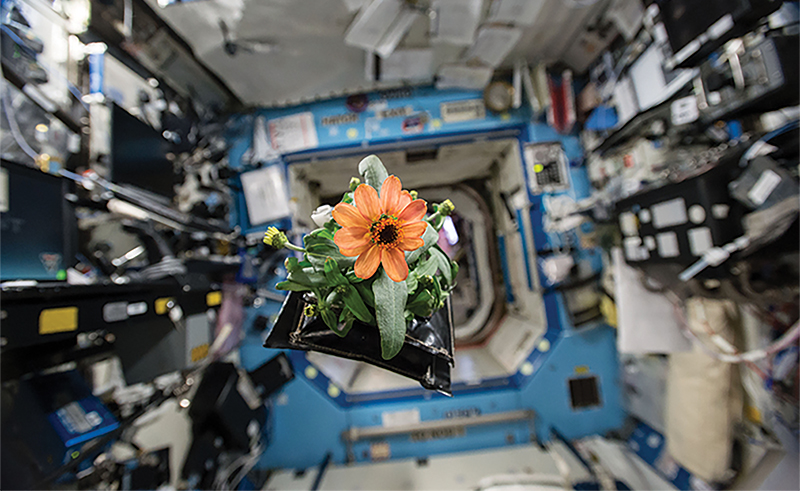 Blooming zinnia flower on the International Space Station