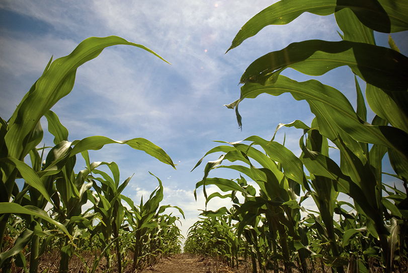 Corn growing in a field