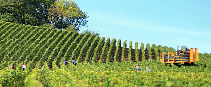 Crops growing in rows in a field