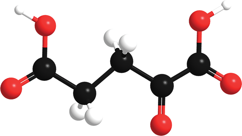 Depiction of the molecular configuration of alpha-ketoglutaric acid