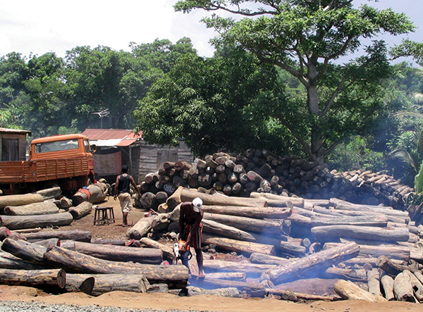 Illegal logging operation in Madagascar