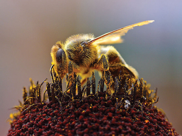 A bee covered in pollen