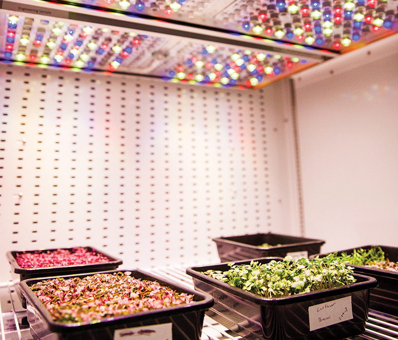 Plants growing with different colored LED lights