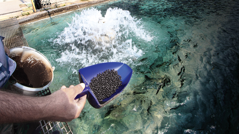 Scoop of food over aquaculture tank