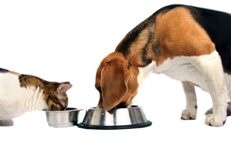 dog and cat eating from bowls