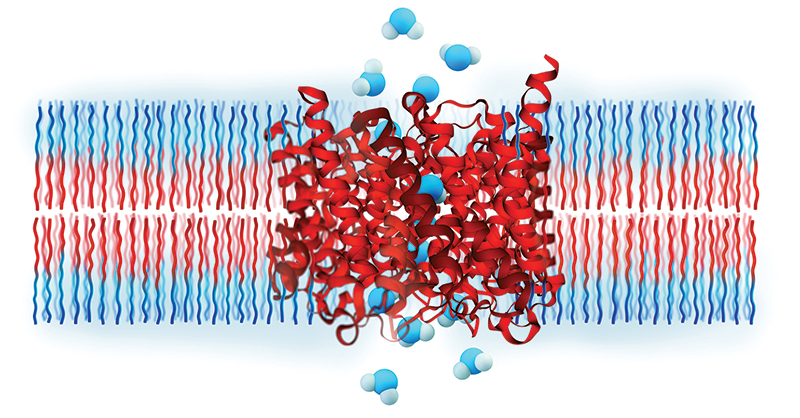 Diagram of water molecules passing through an aquaporin