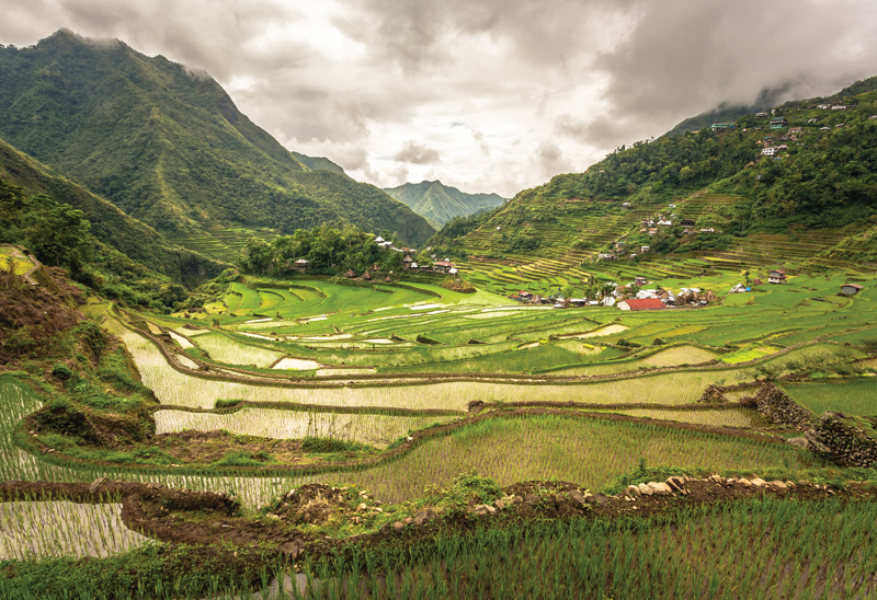 Rice field in the Philippines