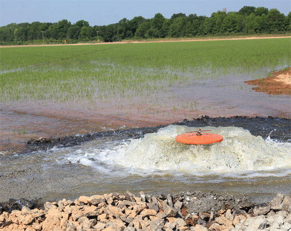 Water flowing into a rice paddy in Arkansas