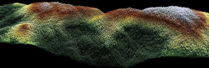 Lidar point cloud of forest in Sierra Nevada, California