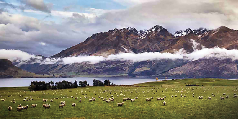Many sheep graze on a grass pasture at the foot of a mountain