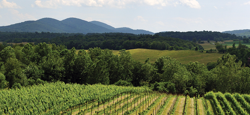 Vineyard in Blue Ridge Mountains