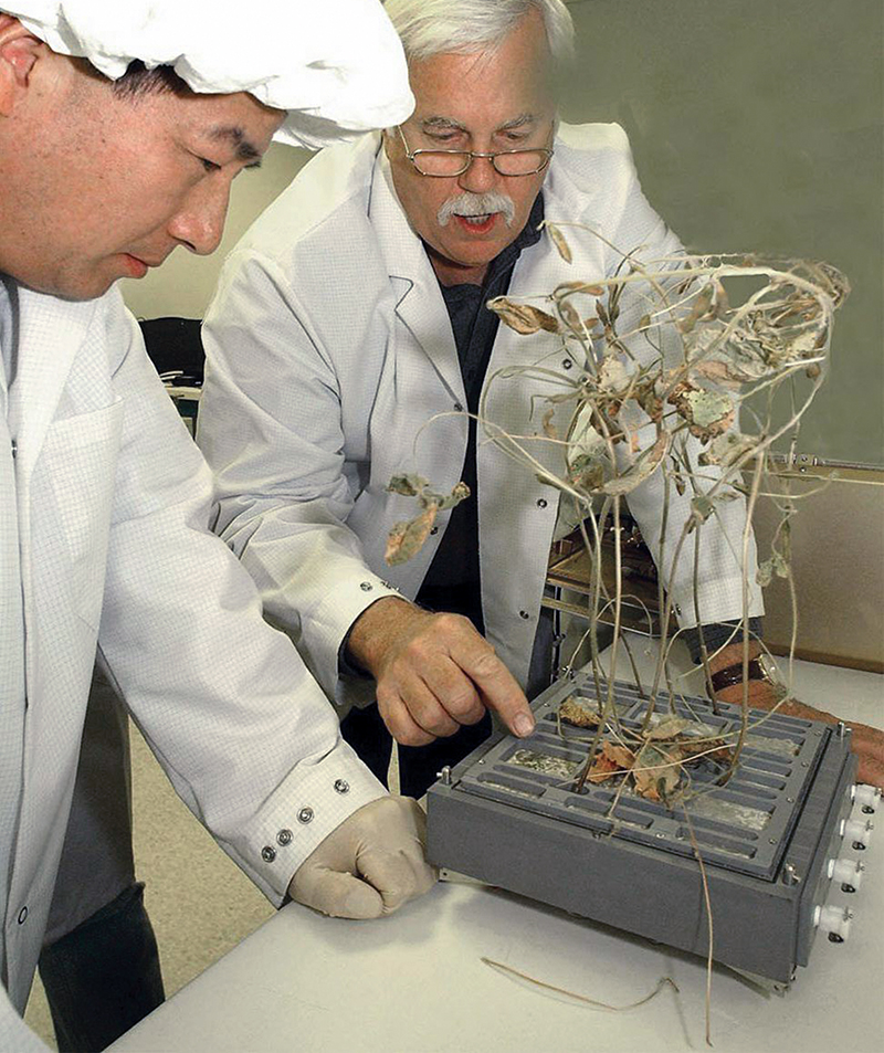 Two scientists inspect soybeans grown in space.
