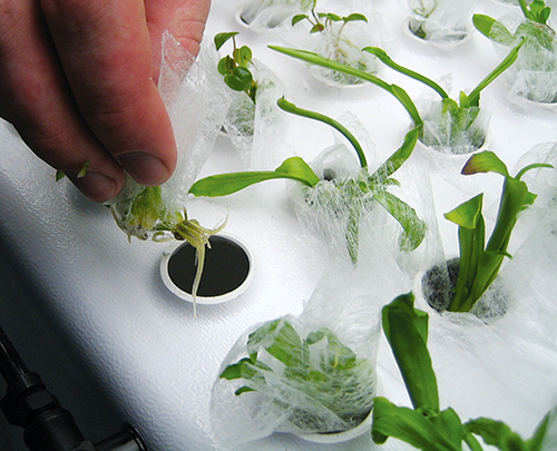 Tiny plants with root systems being pulled from the holes in the plant chamber