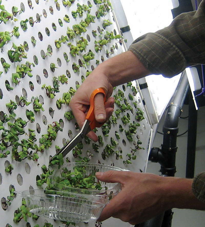 A grower cuts plants from the openings of the chamber with scissors