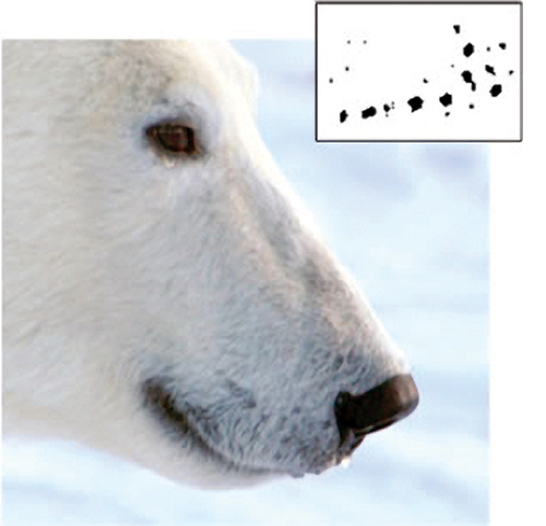 a polar bear with inset images of whisker spots